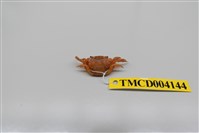 藏品(絨毛近方蟹)的圖片